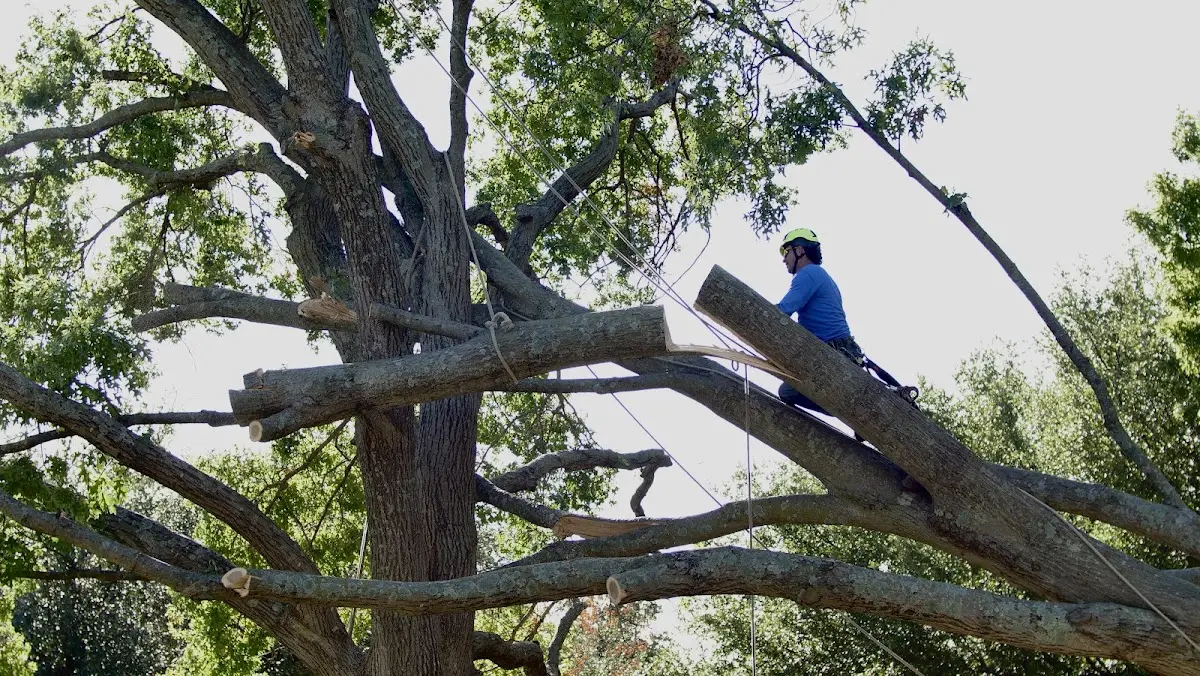 Professional Crown Thinning performed by certified arborists in Simon
