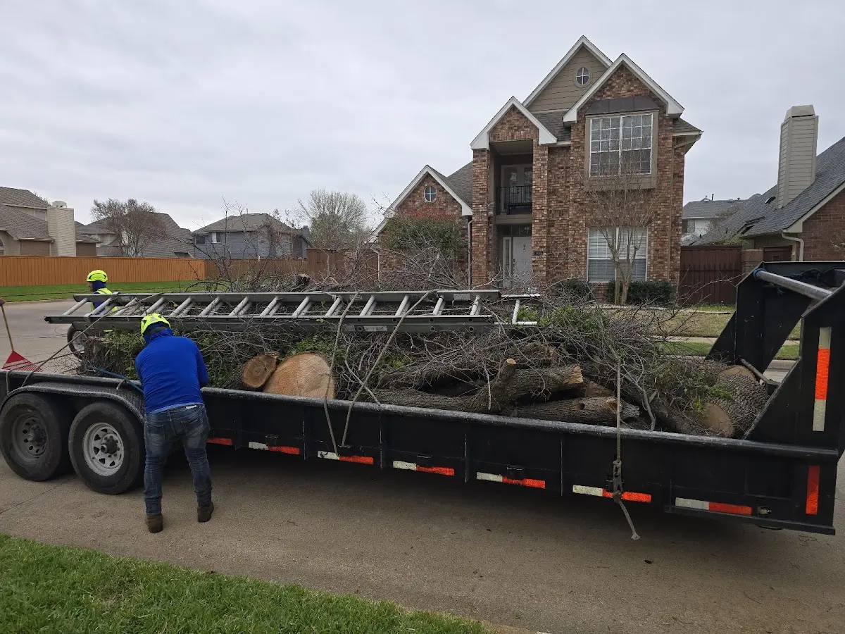 Expert Tree Fertilization with proper safety equipment in Simon